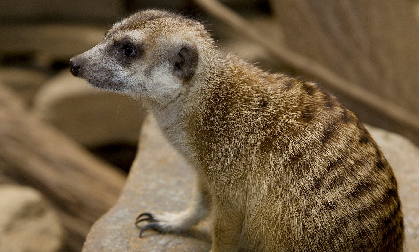 Meerkat | Smithsonian's National Zoo