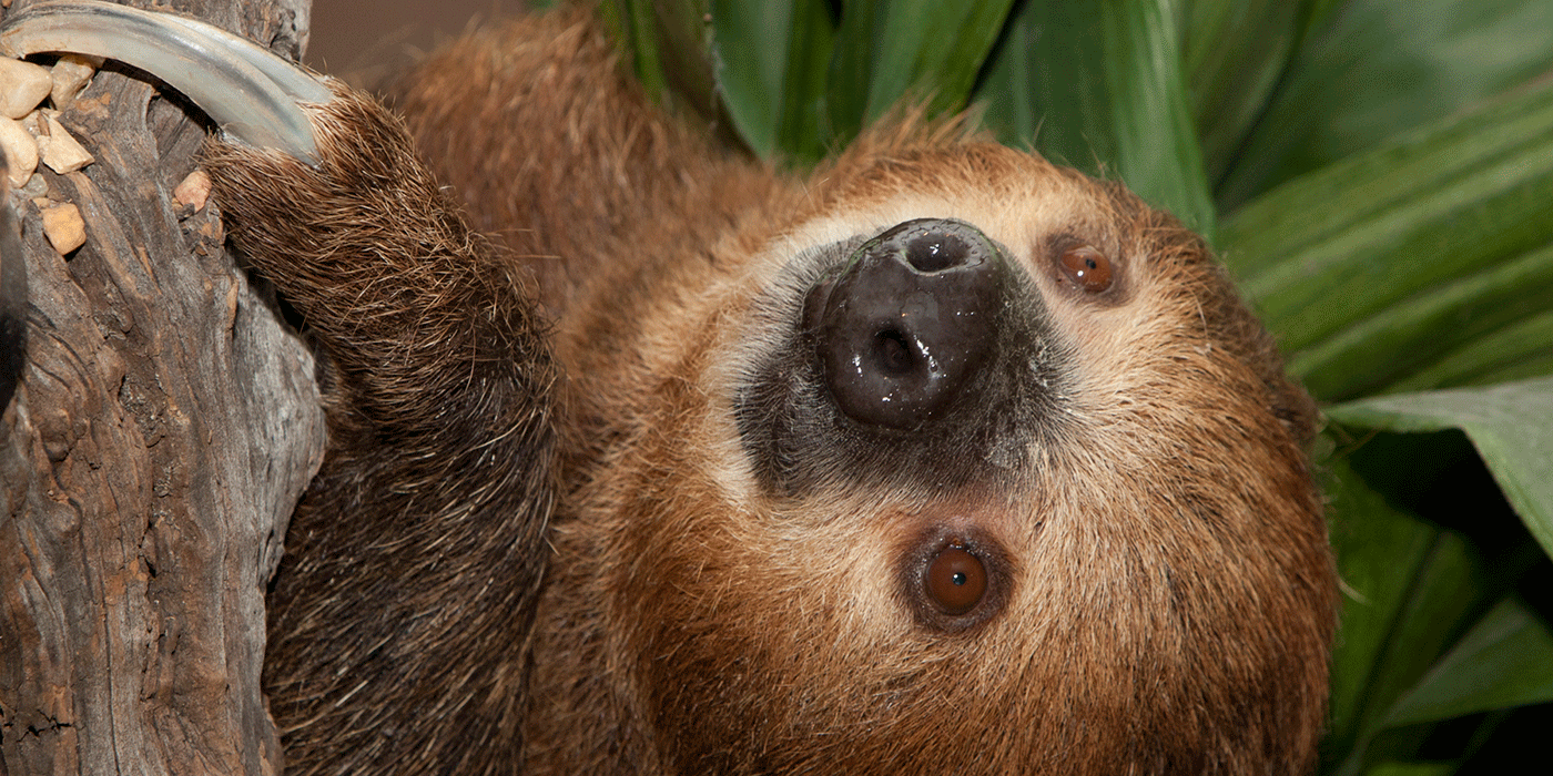 Why are Sloths So Slow? And Other Sloth Facts | Smithsonian's National Zoo