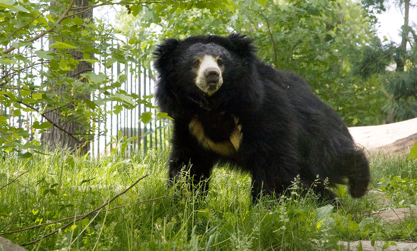 Sloth bear | Smithsonian's National Zoo