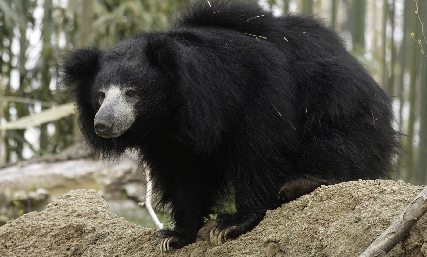 Sloth bear  Smithsonian's National Zoo and Conservation Biology Institute