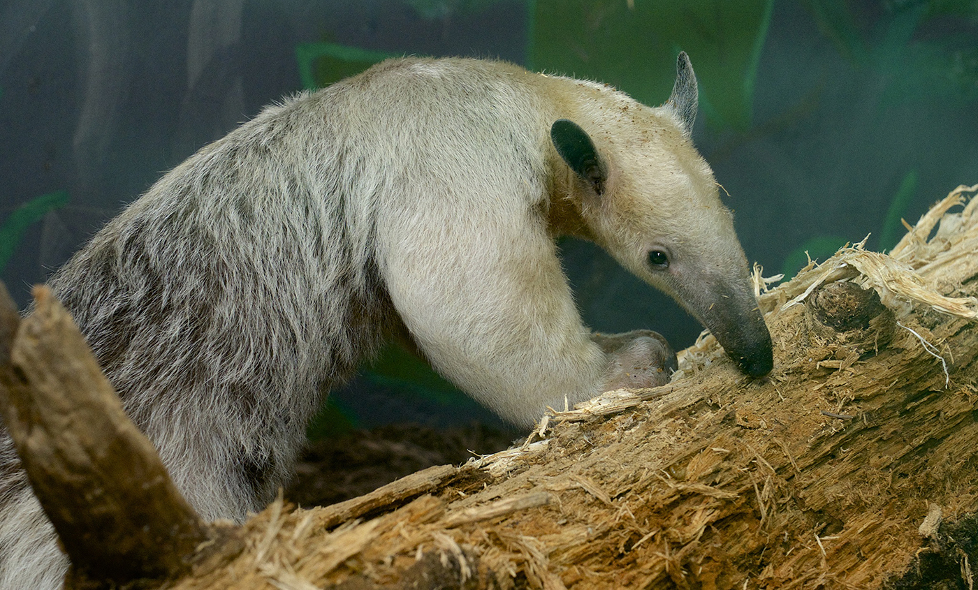 If a tamandua feels threatened while in a tree, it will hold onto