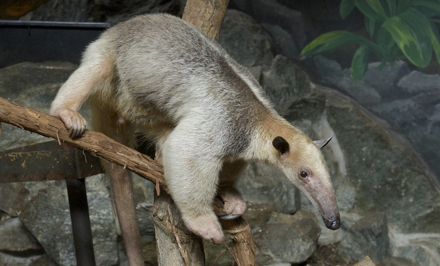 Southern tamandua | Smithsonian's National Zoo