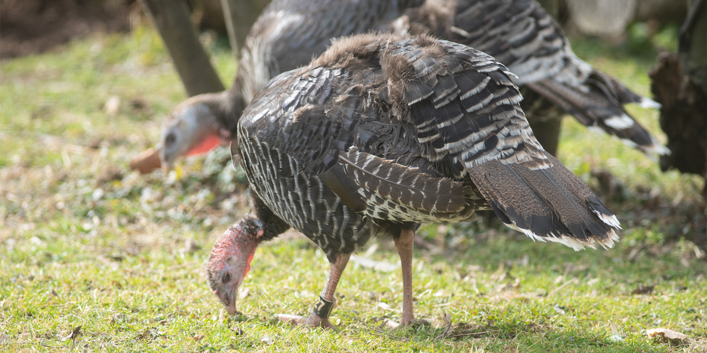 A pair of standard bronze turkeys use their bills to forage for food in the grass outside the Bird House.