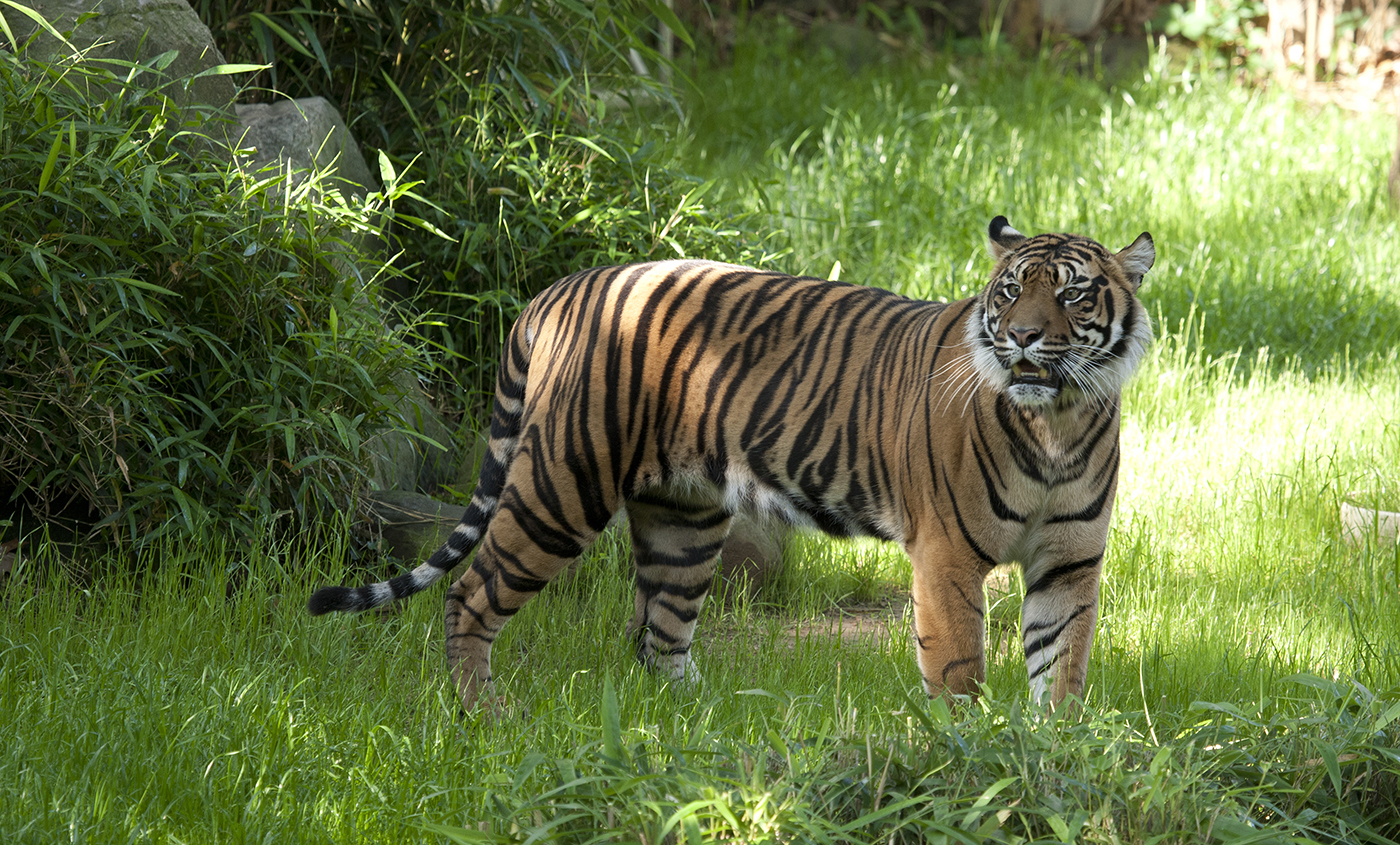 Tiger | Smithsonian's National Zoo