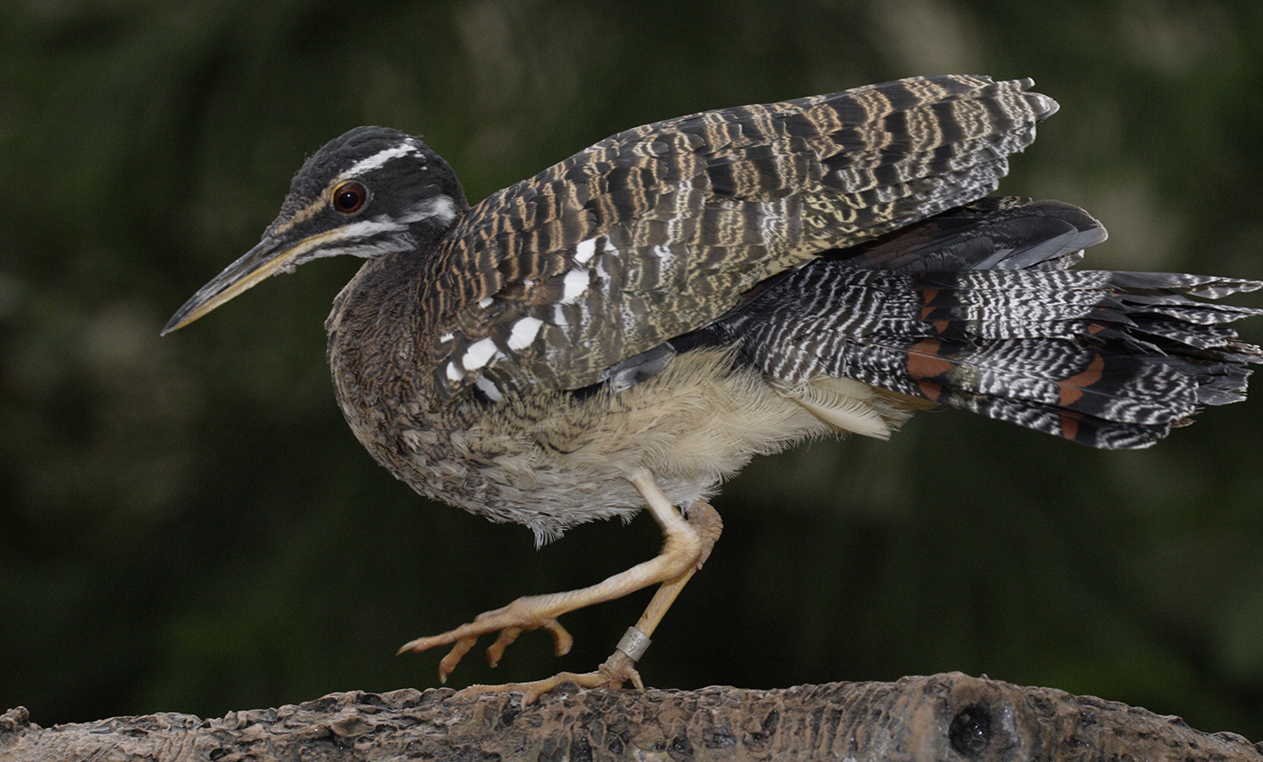 Sunbittern | Smithsonian's National Zoo Sunbittern | Smithsonian's National Zoo
