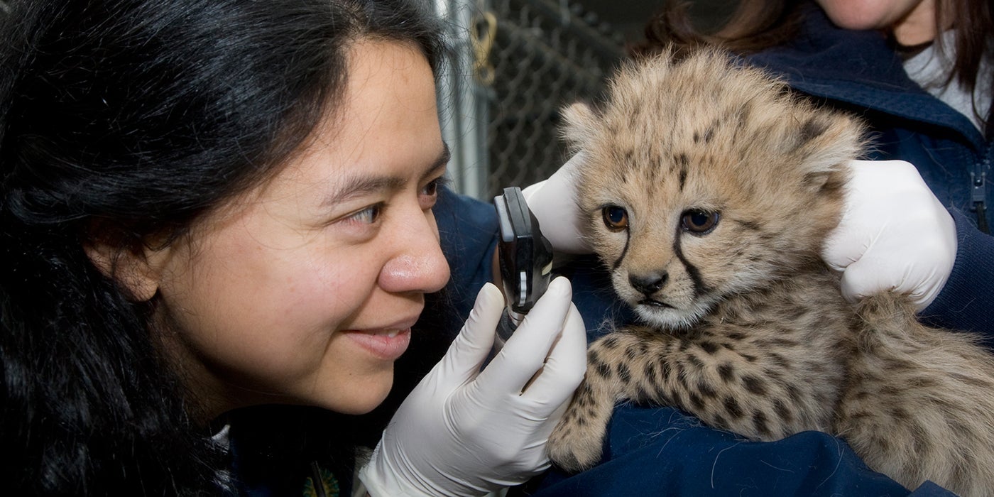 vet examining the eyes of a cheetah cub