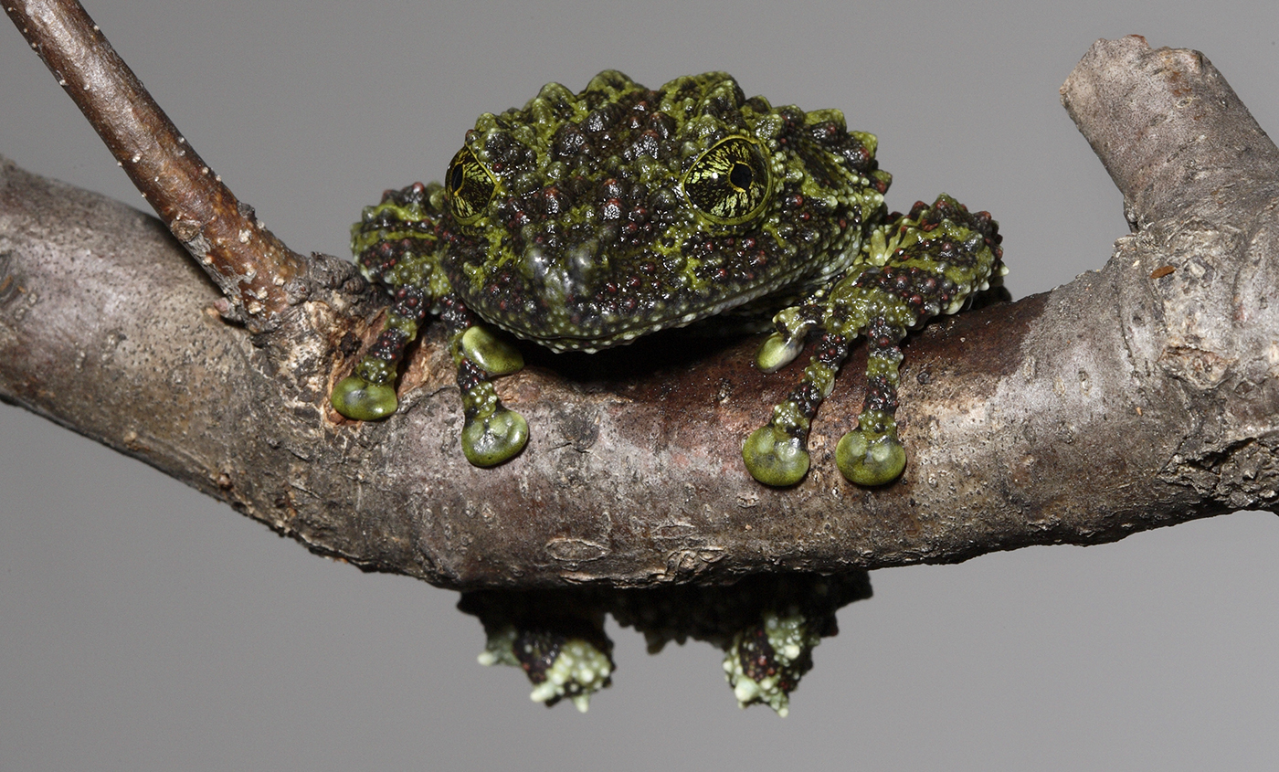 Vietnamese mossy frog  Smithsonian's National Zoo and