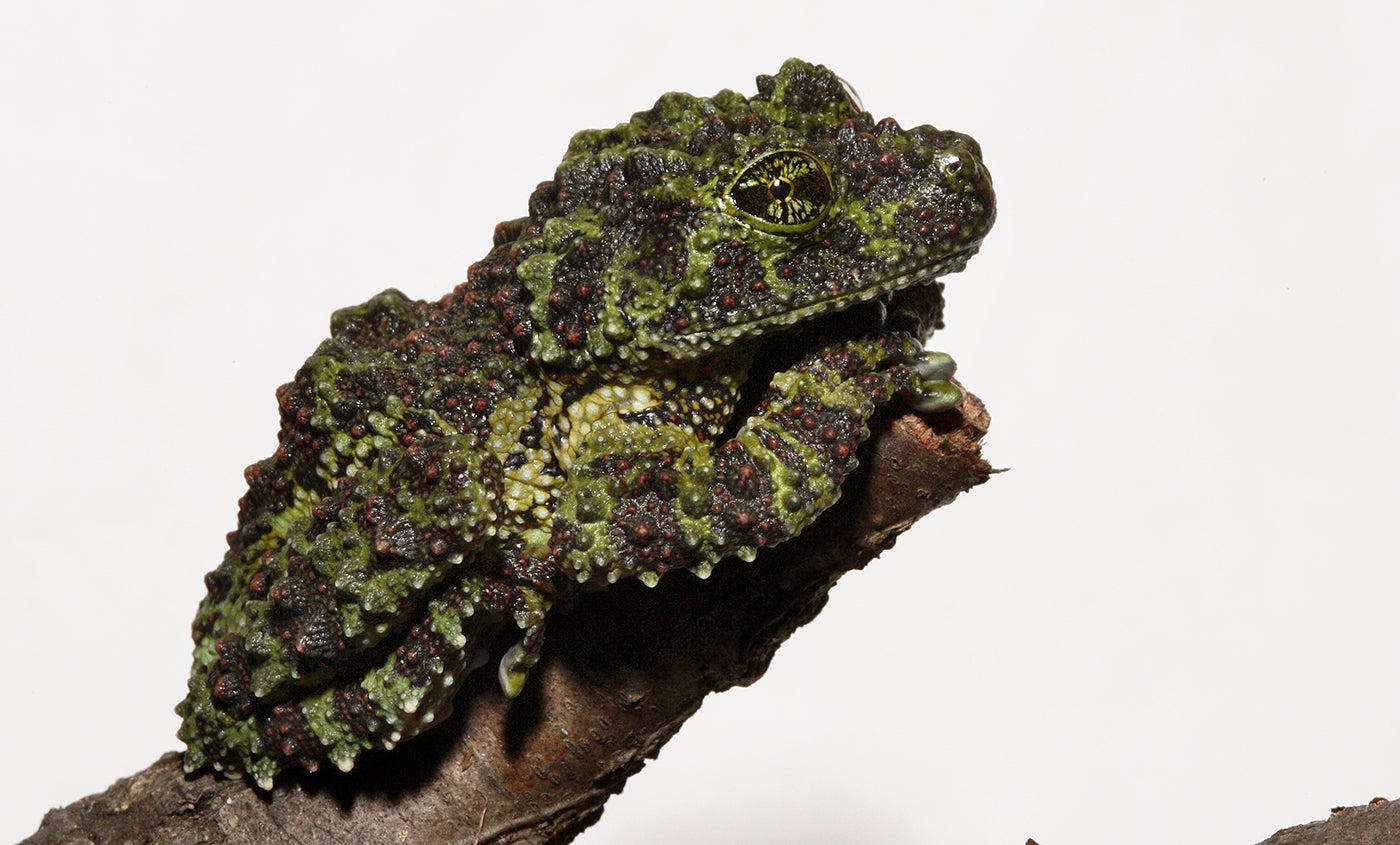 Vietnamese mossy frog | Smithsonian's National Zoo