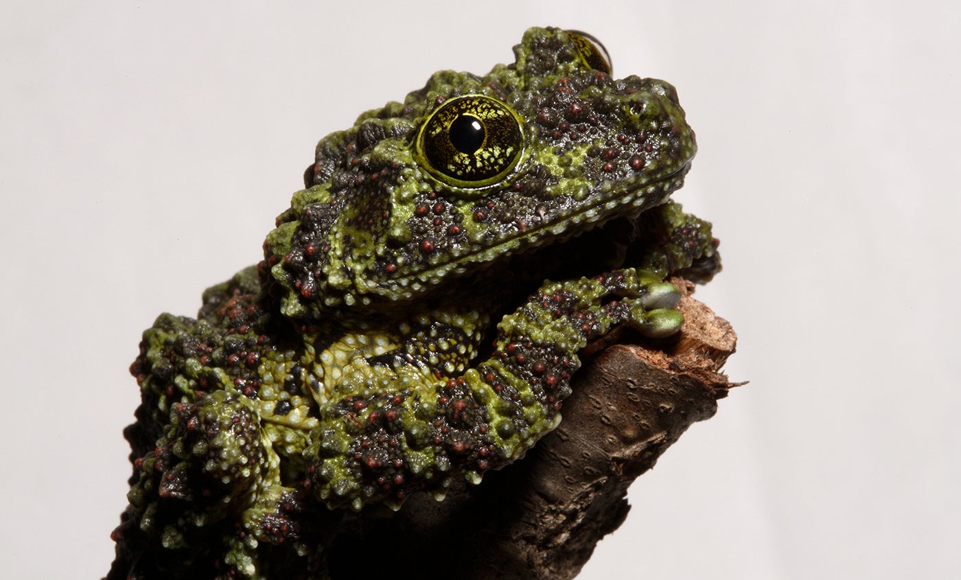 Vietnamese mossy frog  Smithsonian's National Zoo and Conservation Biology  Institute