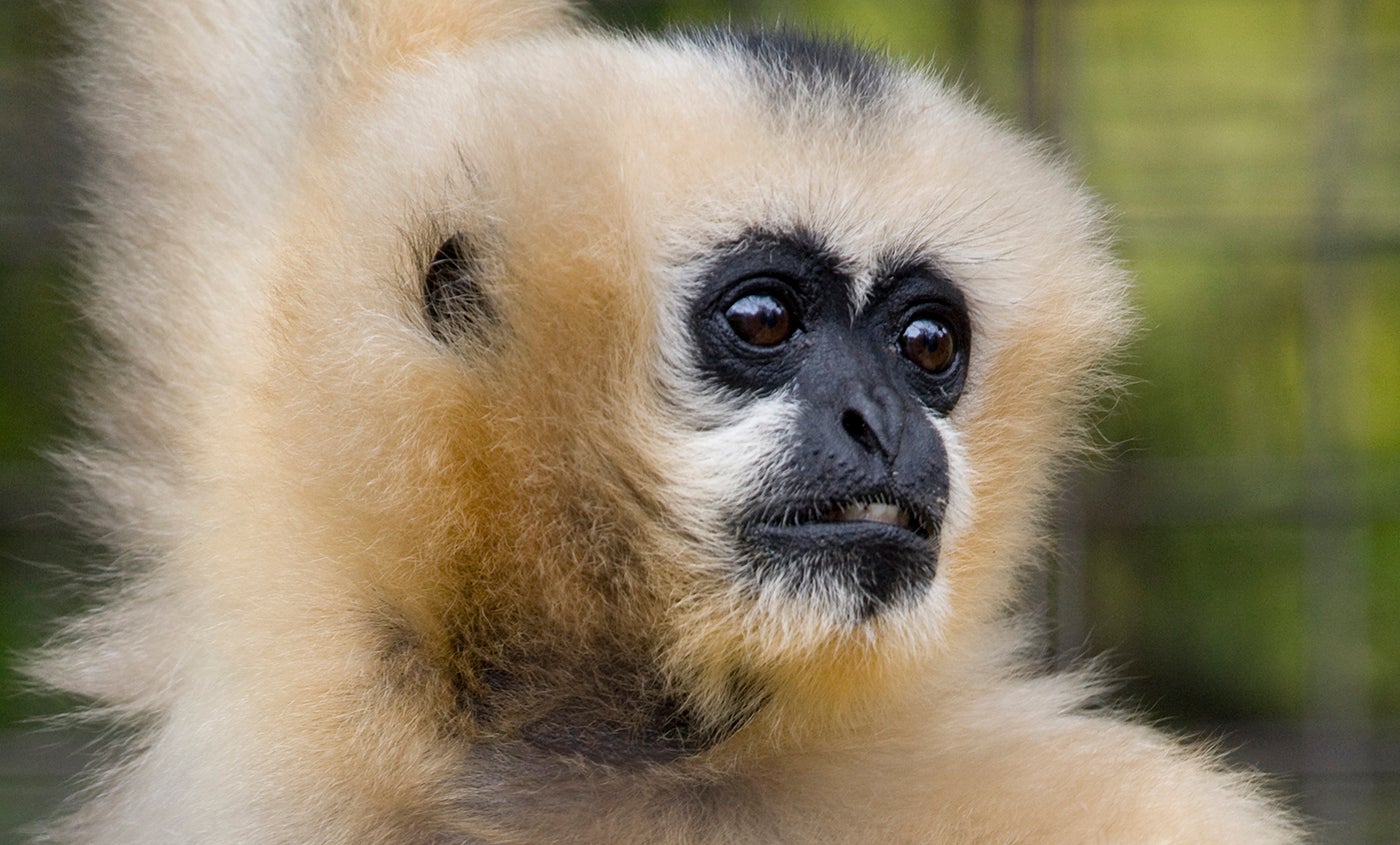 What Do Gibbons Eat 