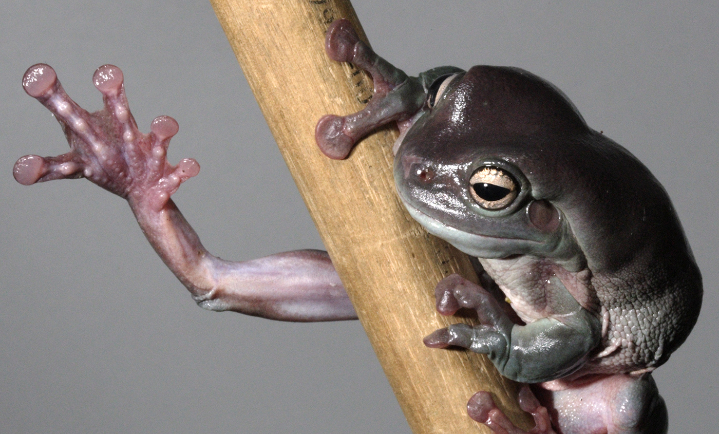 Wild Calls Frog 8 Plush with Sound