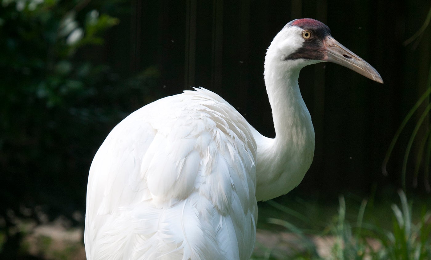 A whooping crane