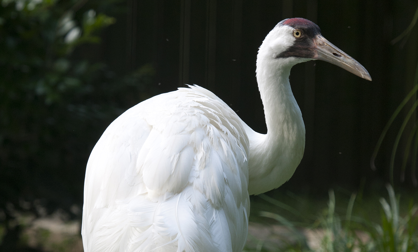 Red-crowned crane  Smithsonian's National Zoo and Conservation