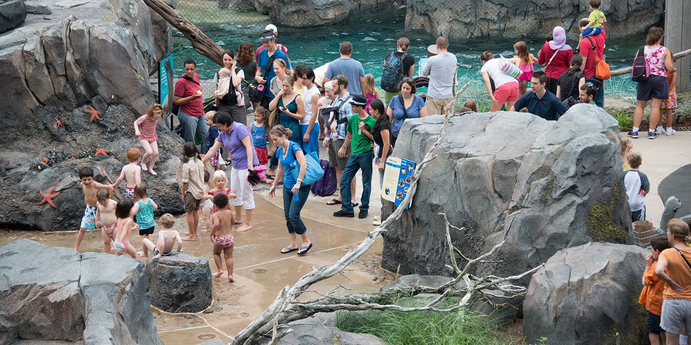 children stomp in the shallow tide pool while parents look on
