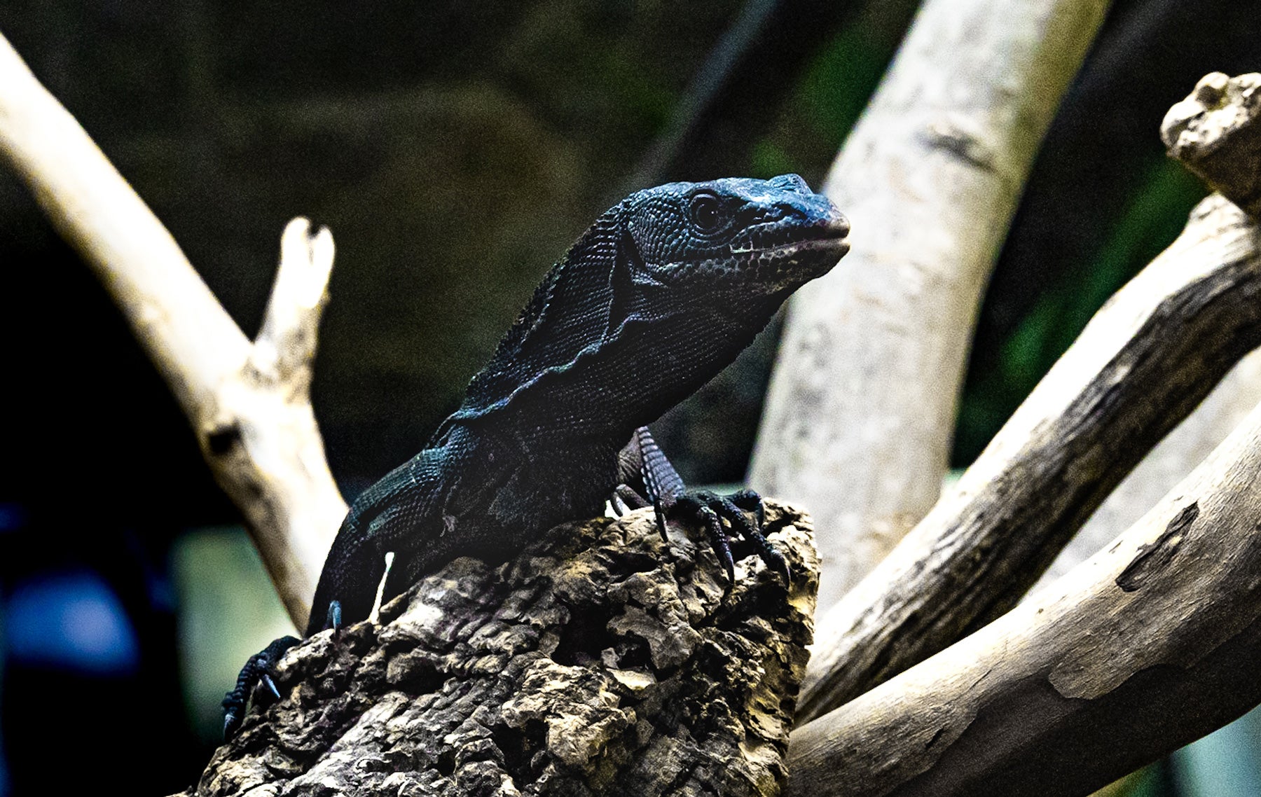 A black tree monitor (lizard) with a slender body and dark coloration climbs over a tree branch
