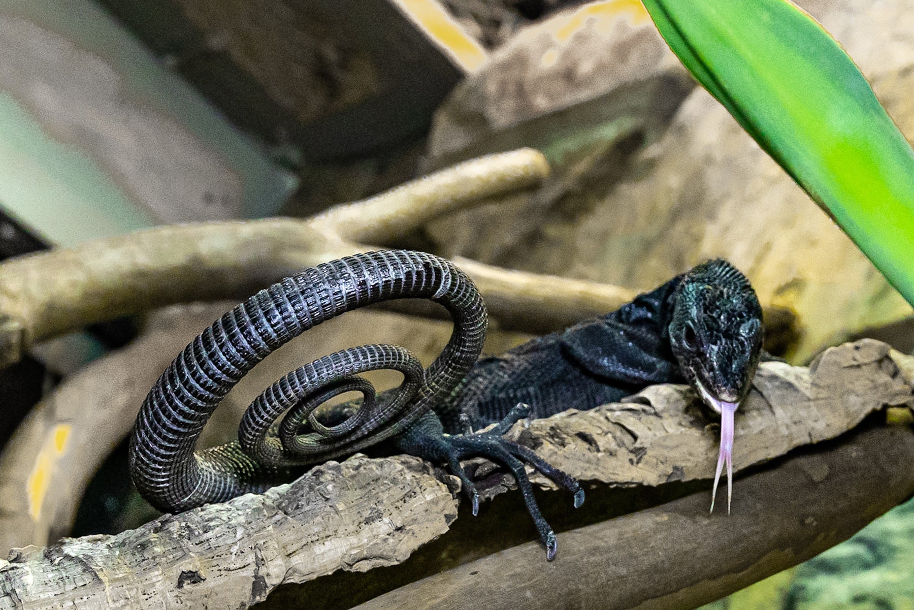 A black tree monitor (lizard) with a long, coiled tail, elongated body, long toes and a forked tongue