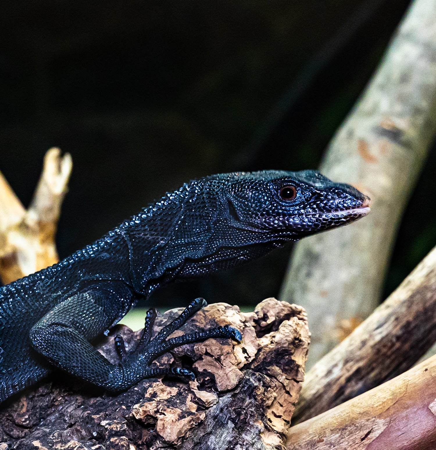A black tree monitor (lizard) with dark coloration, an elongated body and long toes with sharp claws