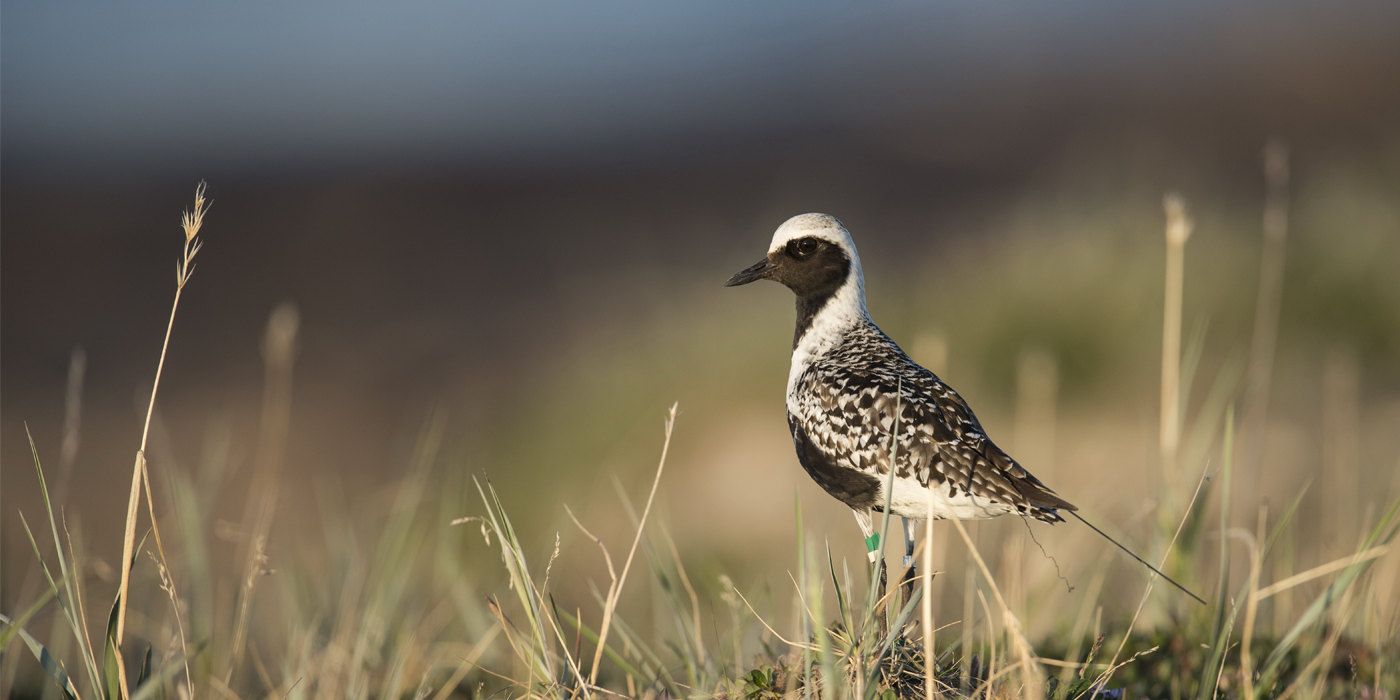 Black and white curlew stands at attention in a grassy field. It has a tiny green tag wrapped around one leg.