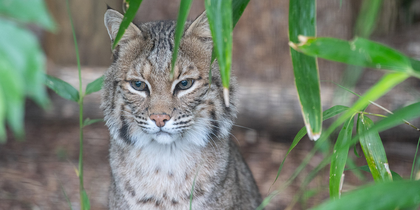 Bobcat | Smithsonian's National Zoo