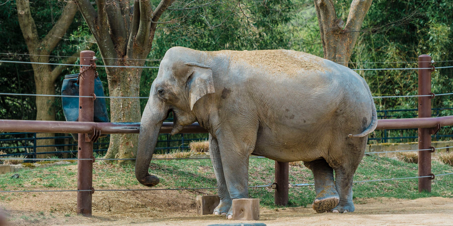 Asian elephant Bozie