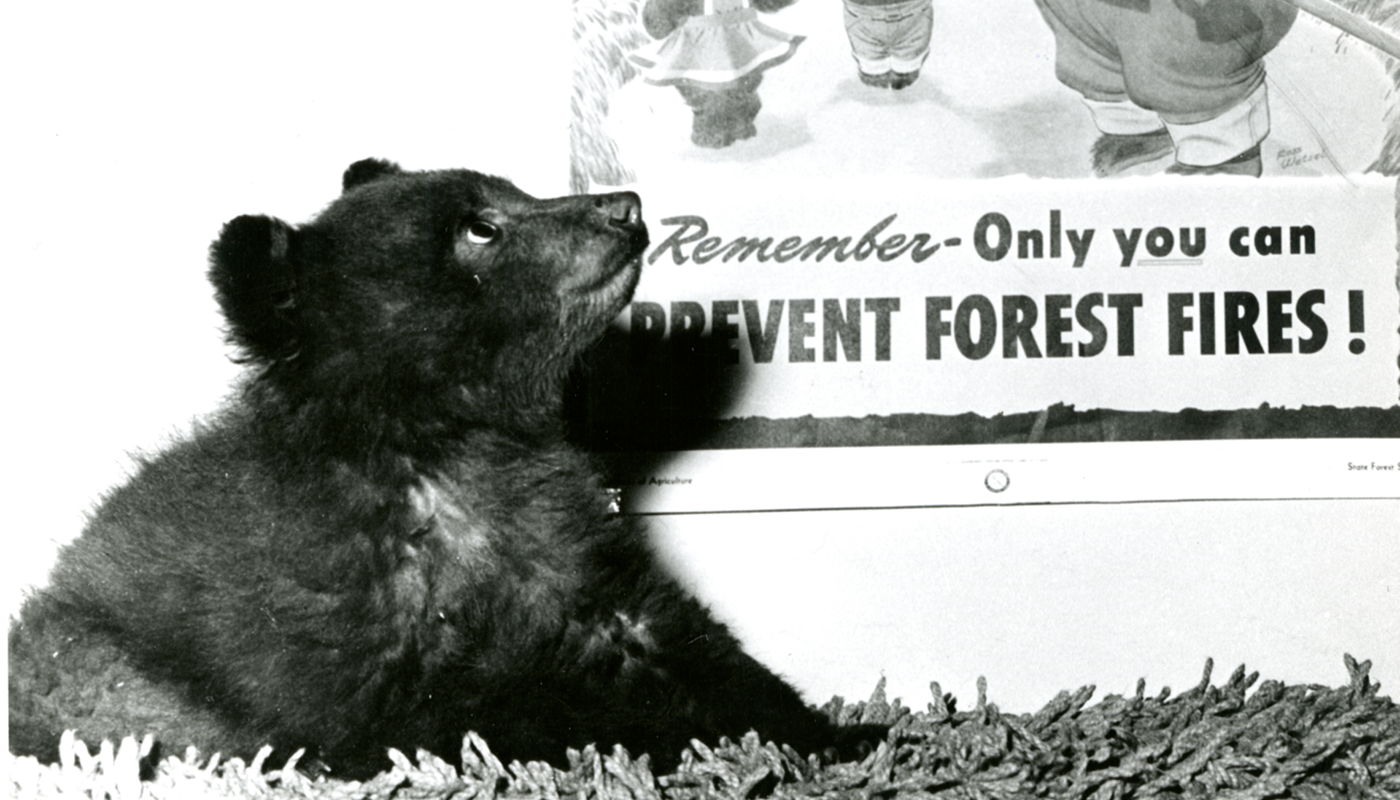 A small bear cub sitting on a shag rug looks up at a poster of Smokey Bear with the text "Remember - Only you can prevent forest fires!"