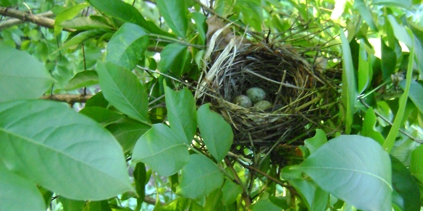 A cardinal nest with three blue, speckled eggs in a tree surrounded by green leaves