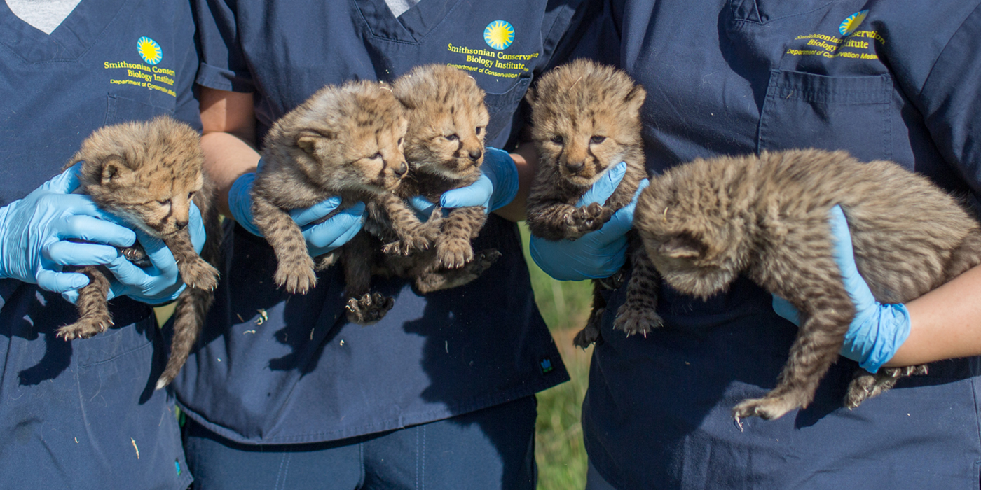 A group of zoo aides and keepers wearing personal protective equipment and navy scrubs holds up five tiny cheetah cubs.