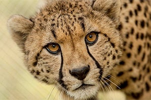 closeup of face of large cat with tan fur and black spots