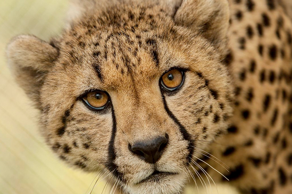 Cheetah Cam