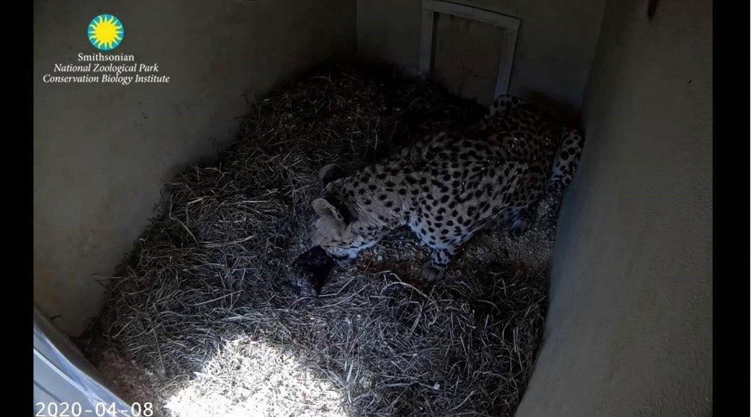 A female cheetah cub in a cubbing den layered with hay licks a small cub she just gave birth to