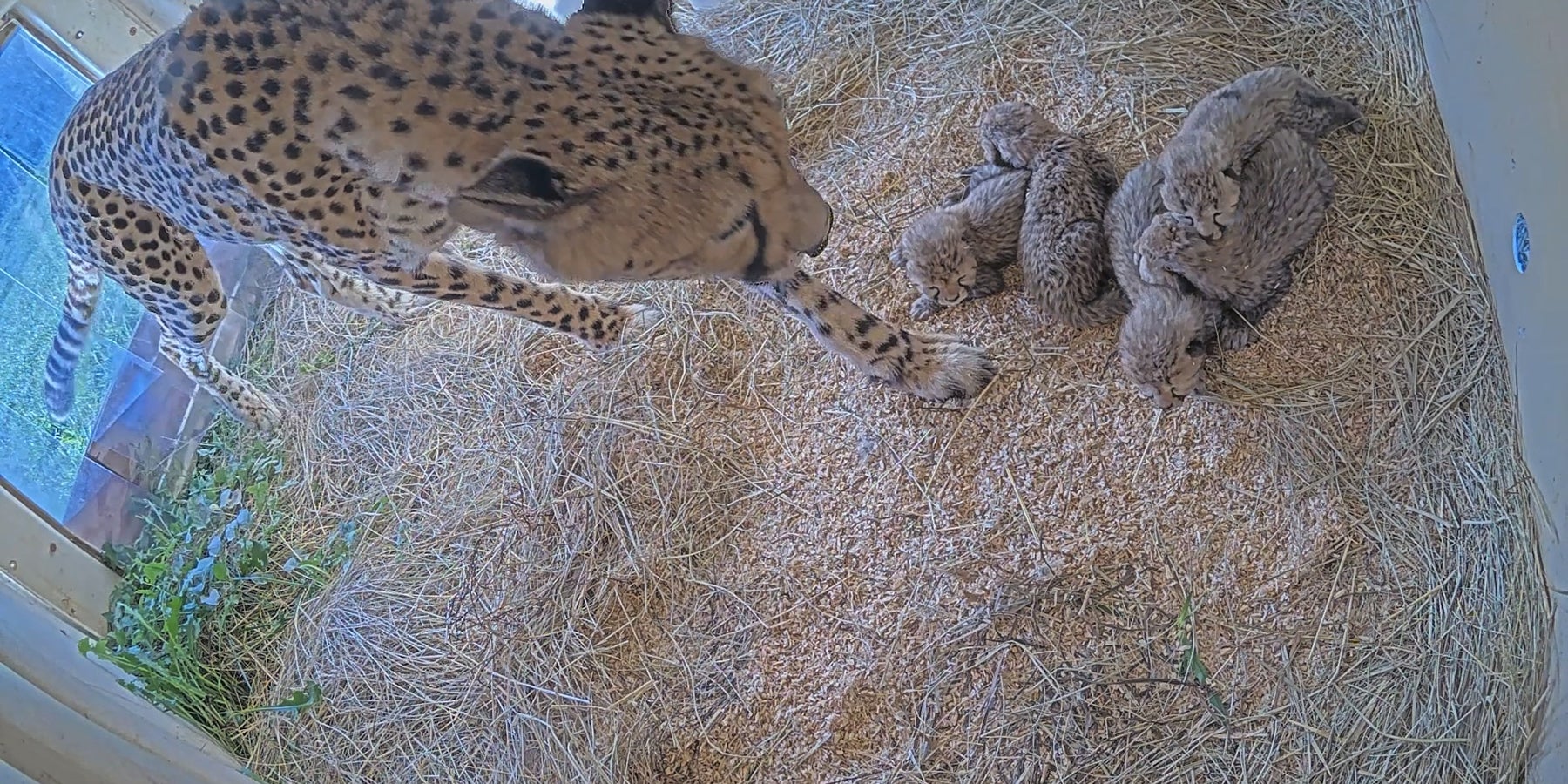 Cheetah mother Echo with five cubs born Sept. 12, 2023