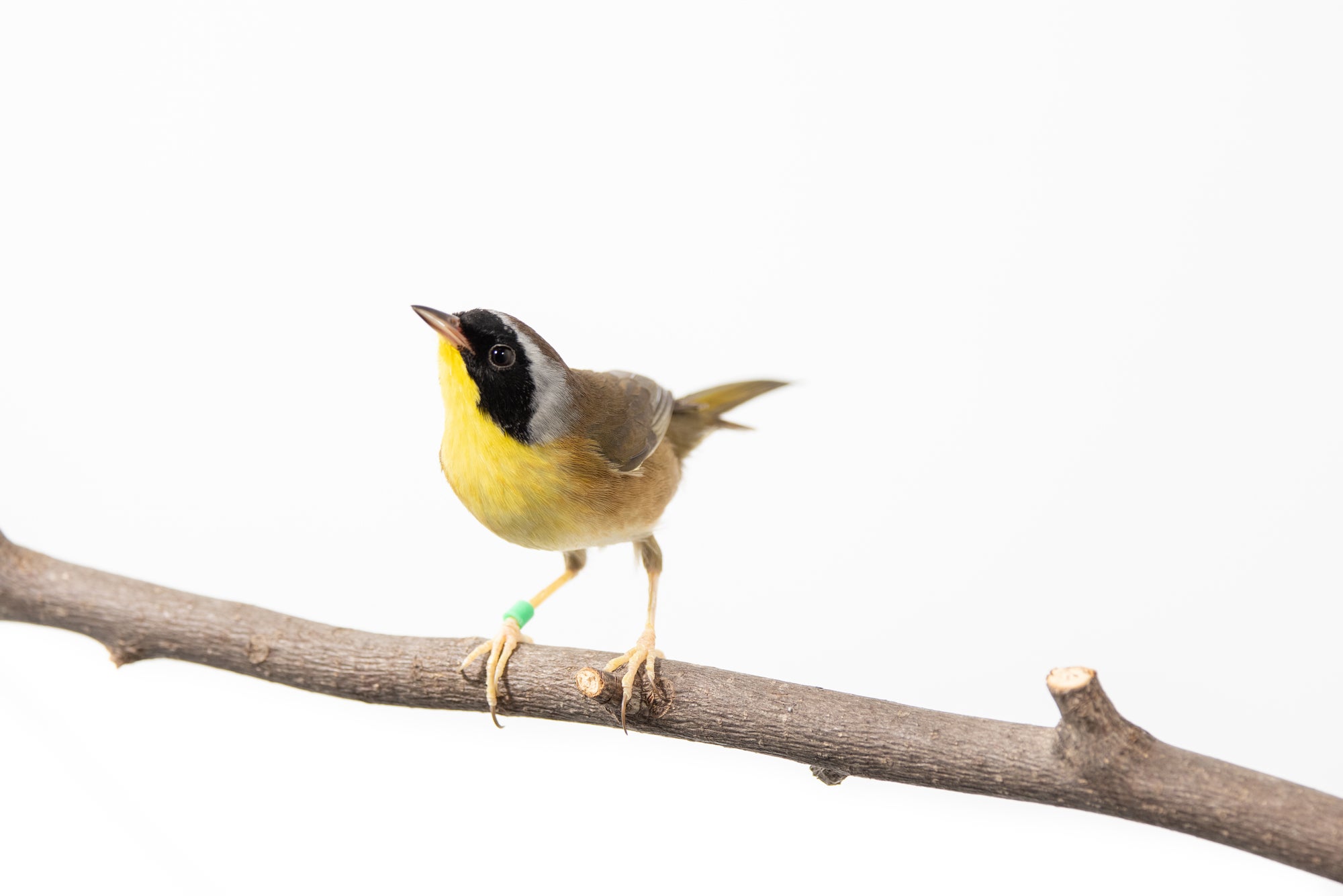 A male common yellowthroat (a small migratory bird) perched on a branch. It has mostly yellow feathers with black-and-white face feathers, and a green band on its right leg.