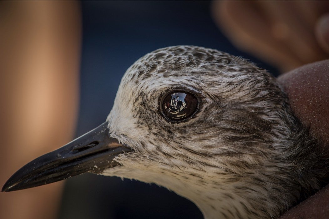 A close-up of the face of a shorebird (black-bellied plover) with mottled feathers, a short, straight beak and dark, round eyes