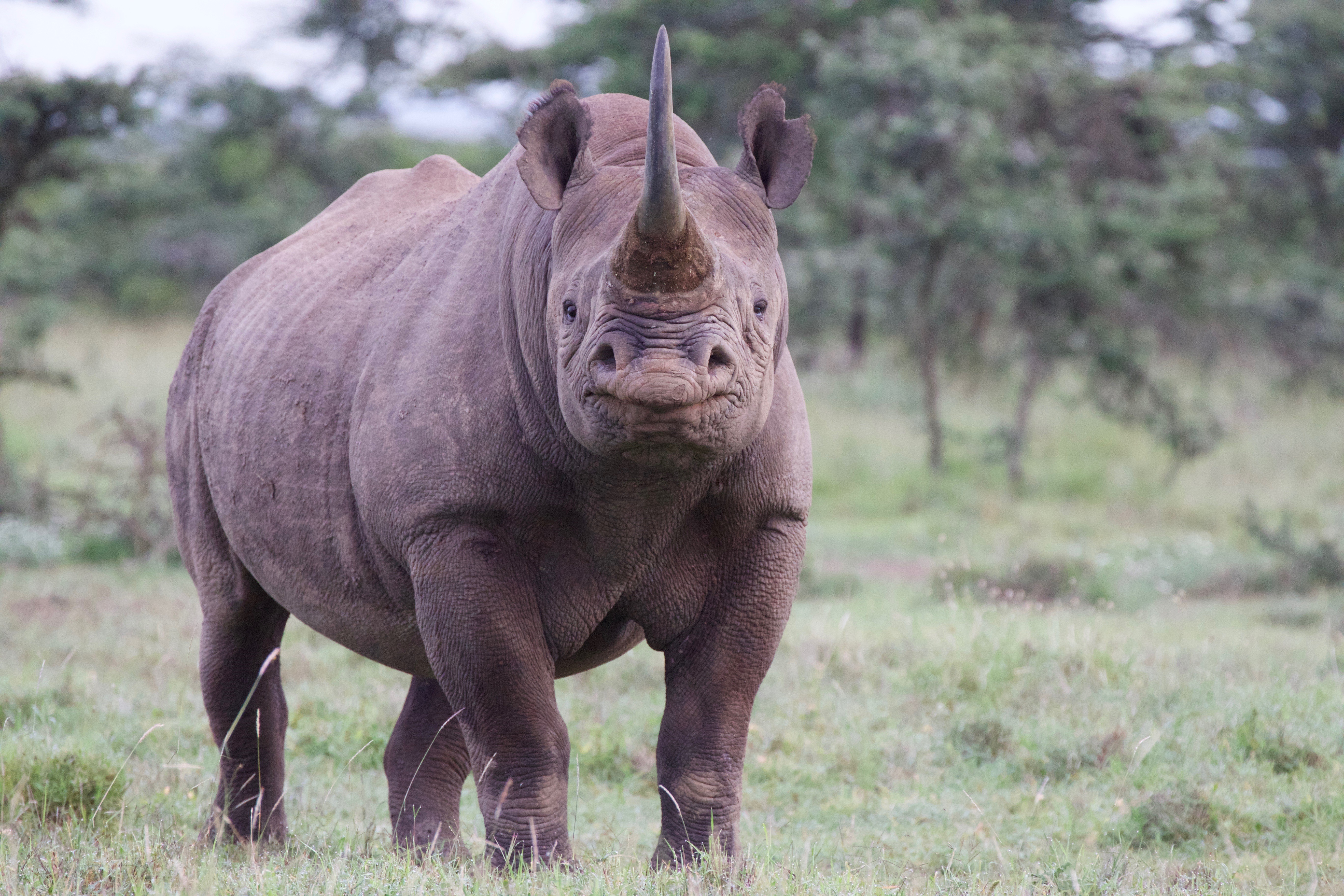 Rhino Conservation and Medicine | Smithsonian's National Zoo