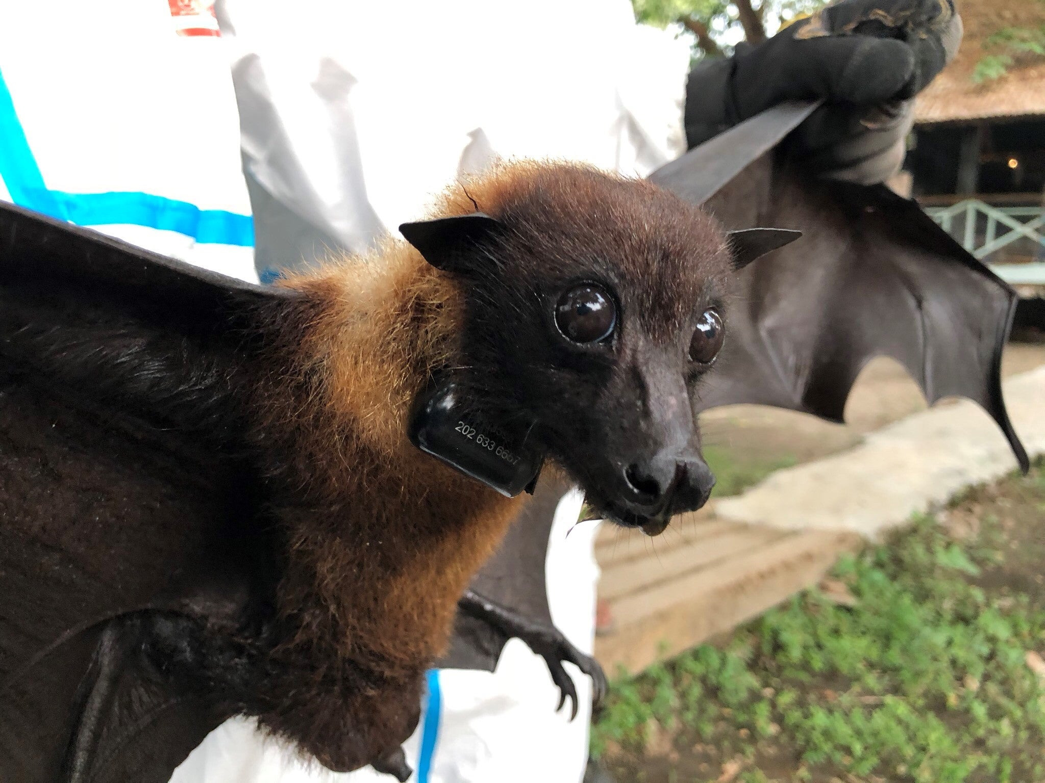 Satellite Tracking of Bats in Myanmar | Smithsonian's National Zoo