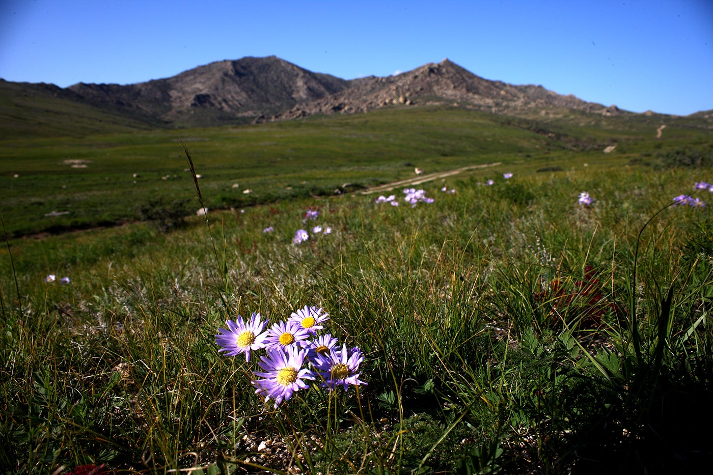 A field with grass, flowers and mountains in the background in Hustai National Park in Mongolia
