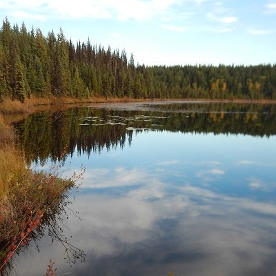 a lake with trees on shoreline