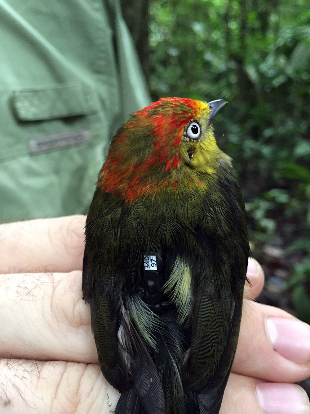 A young male wire-tailed manakin bird fitted with a coded tag for tracking its movement