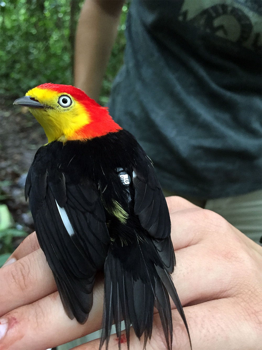 An adult wire-tailed manakin bird fitted with a coded nano tag for tracking its movement