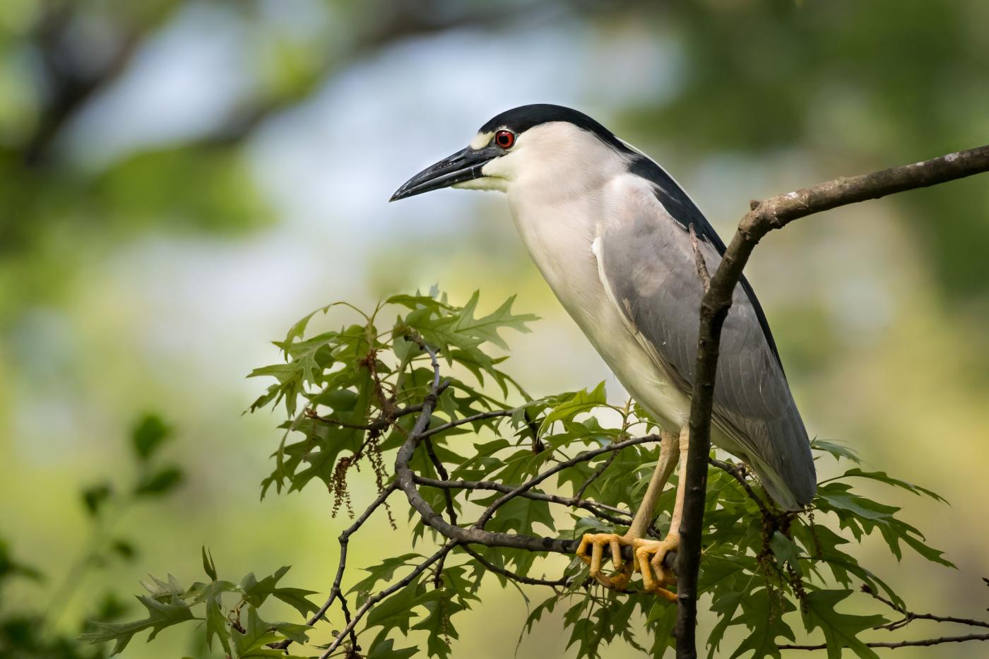 One in three bird nests include manmade debris, ecology study