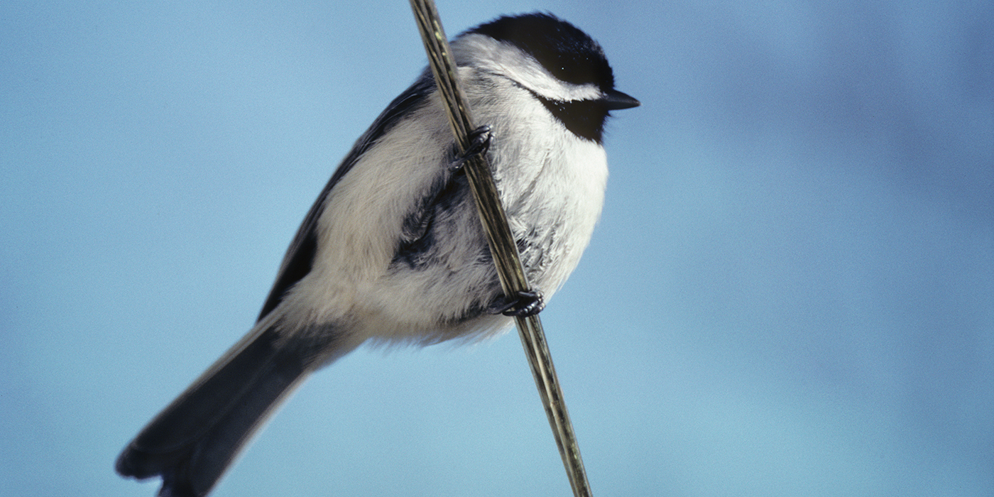 Carolina Chickadee Expedition Blog | Smithsonian's National Zoo