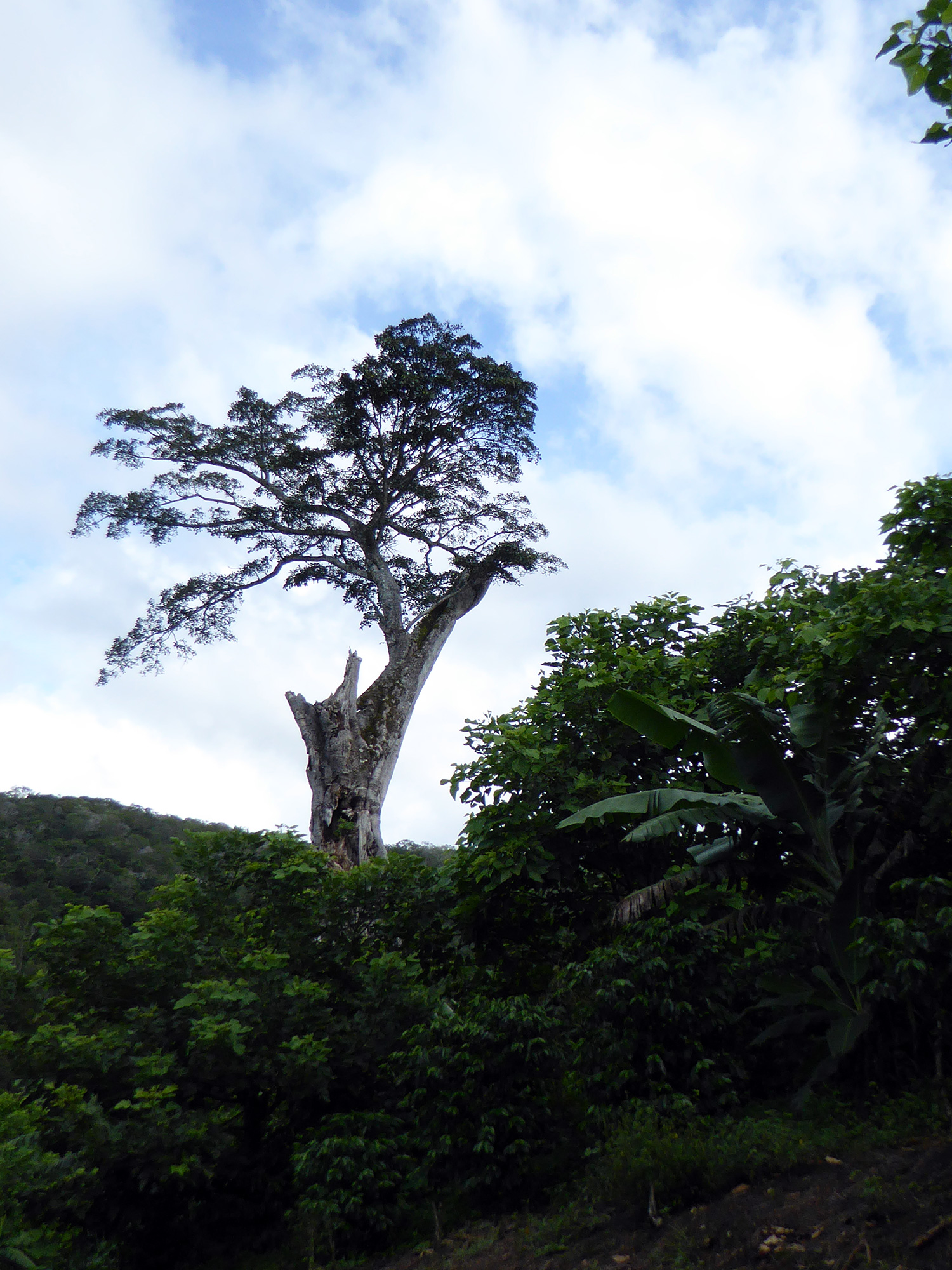 Humidity and Your Camera: Making a Dry Box in the Tropics - Two Weeks in  Costa Rica