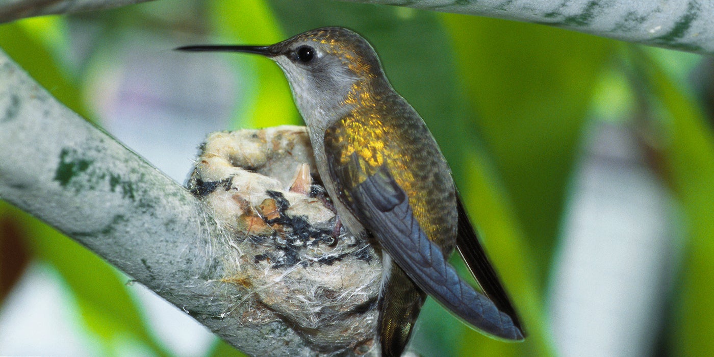 Hummingbirds | Smithsonian's National Zoo