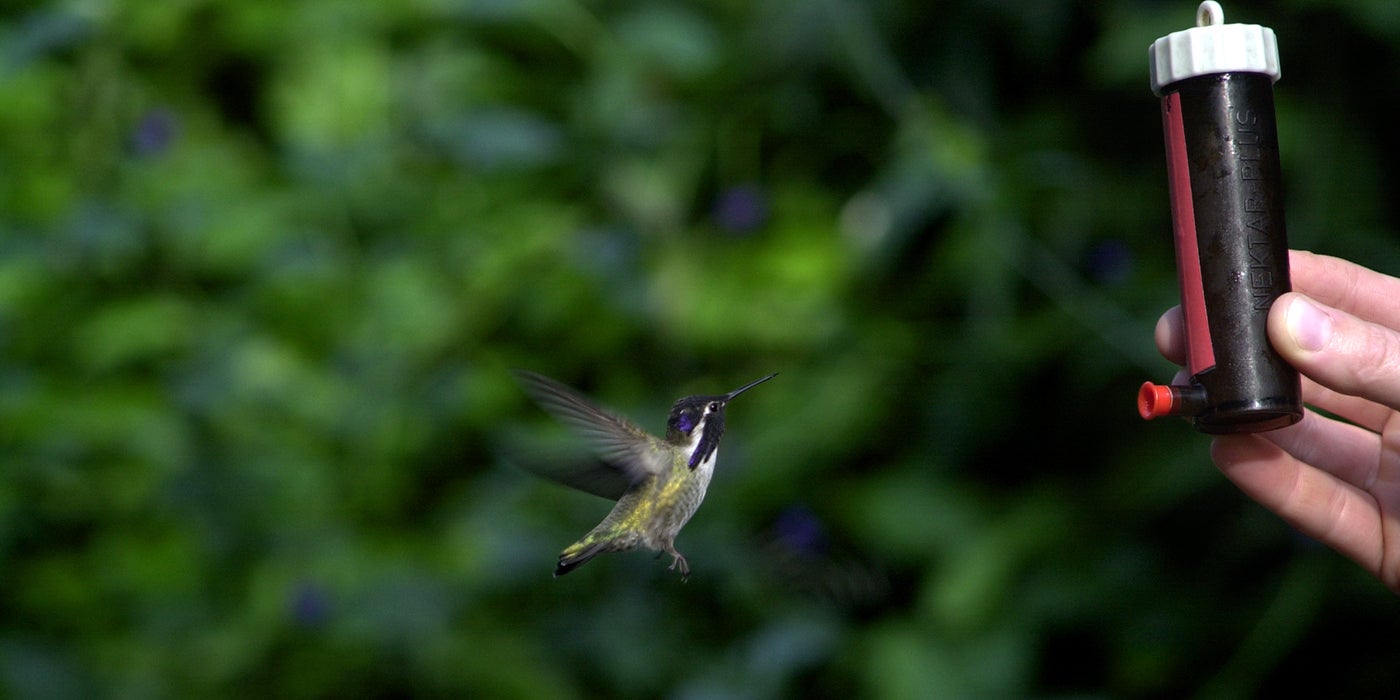 hummingbird getting sugar water at a plastic feeder