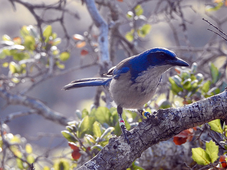 Long Island Birds - Blue Jay Sunning itself