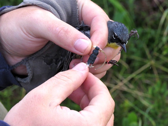 small bird being outfitted with tracking device