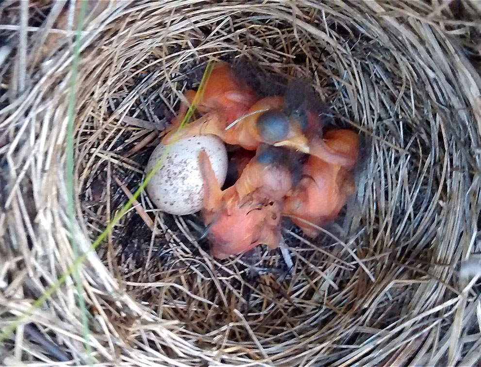 yellow rumped warbler eggs