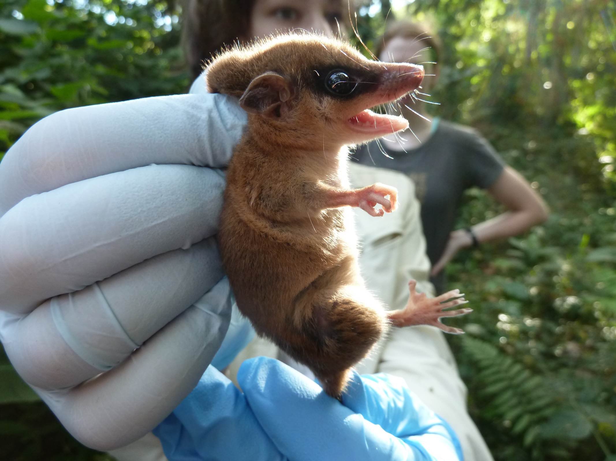 Fist-sized opossum being held after being captured