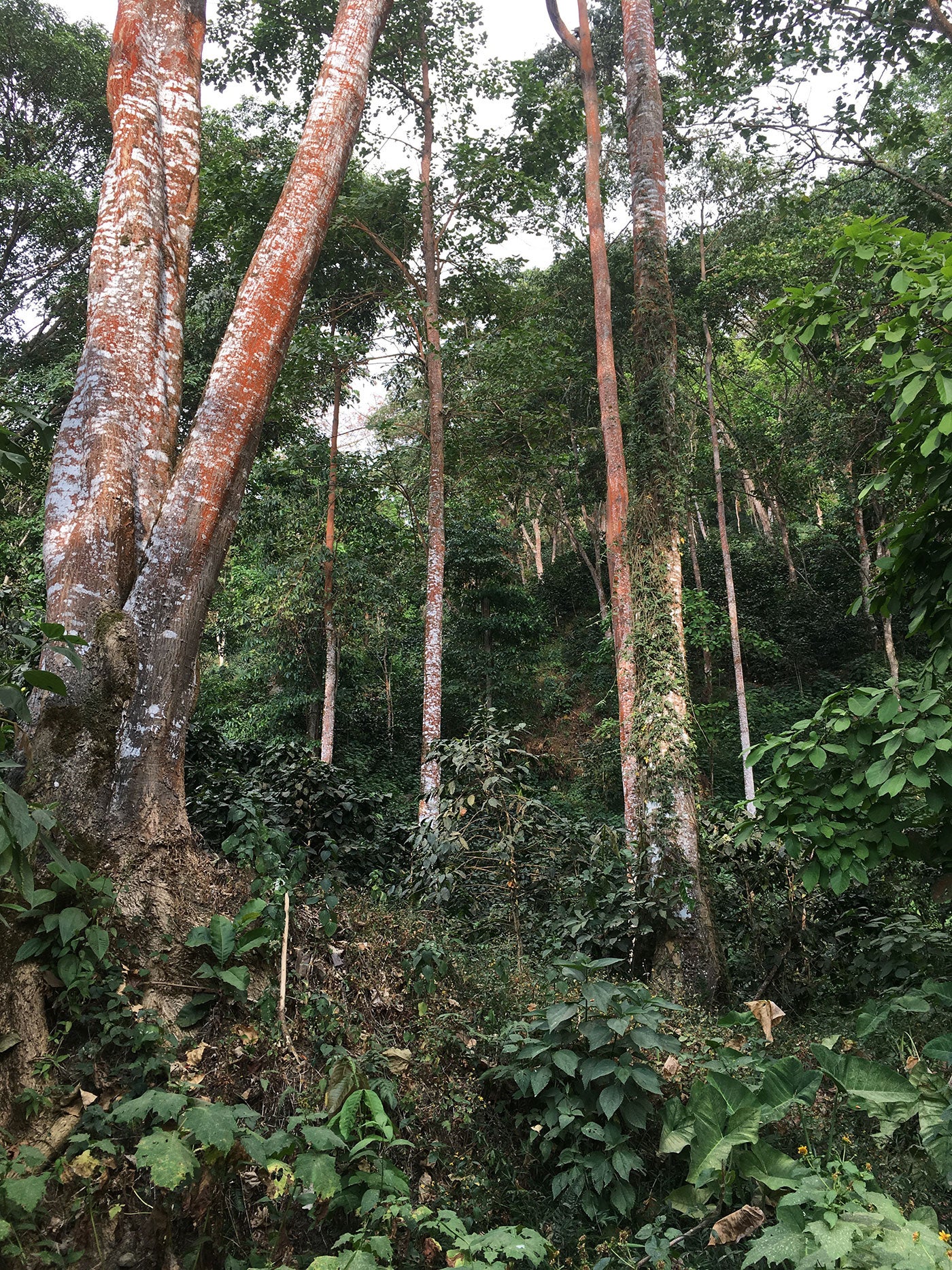 tall trees shading coffee shrubs on a hillside