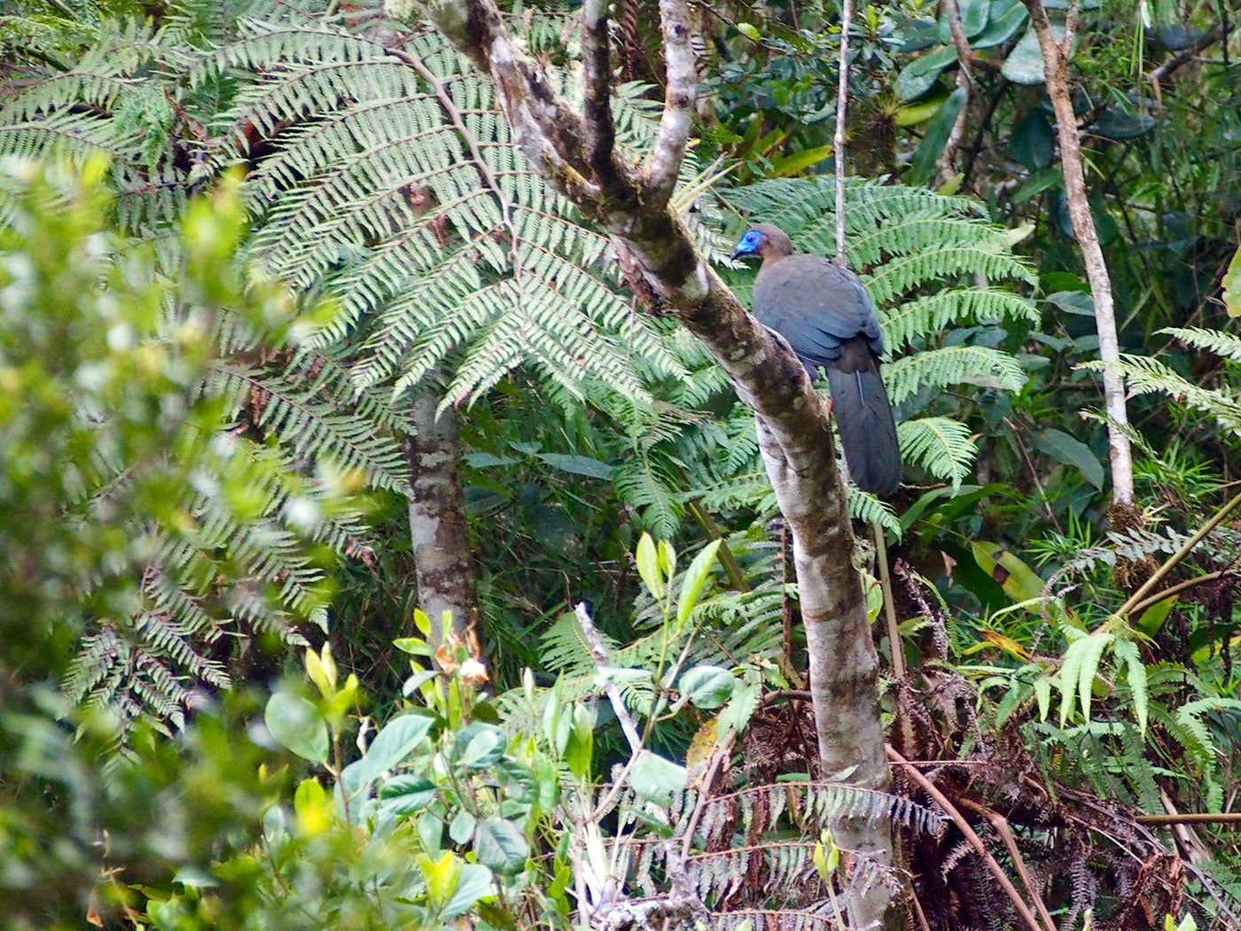 large bird with a long tail perched in the forest